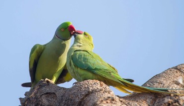 Rose-ringed parakeets